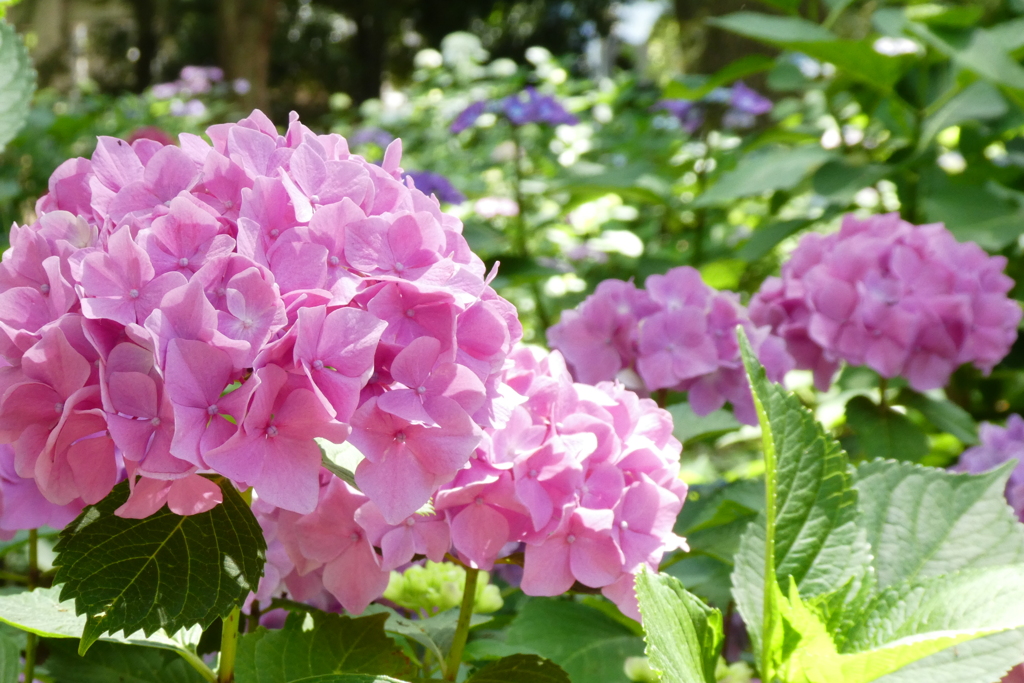 筥崎宮の紫陽花