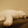 猫カフェにて