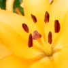 筥崎宮花庭園