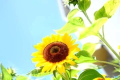 夏です。