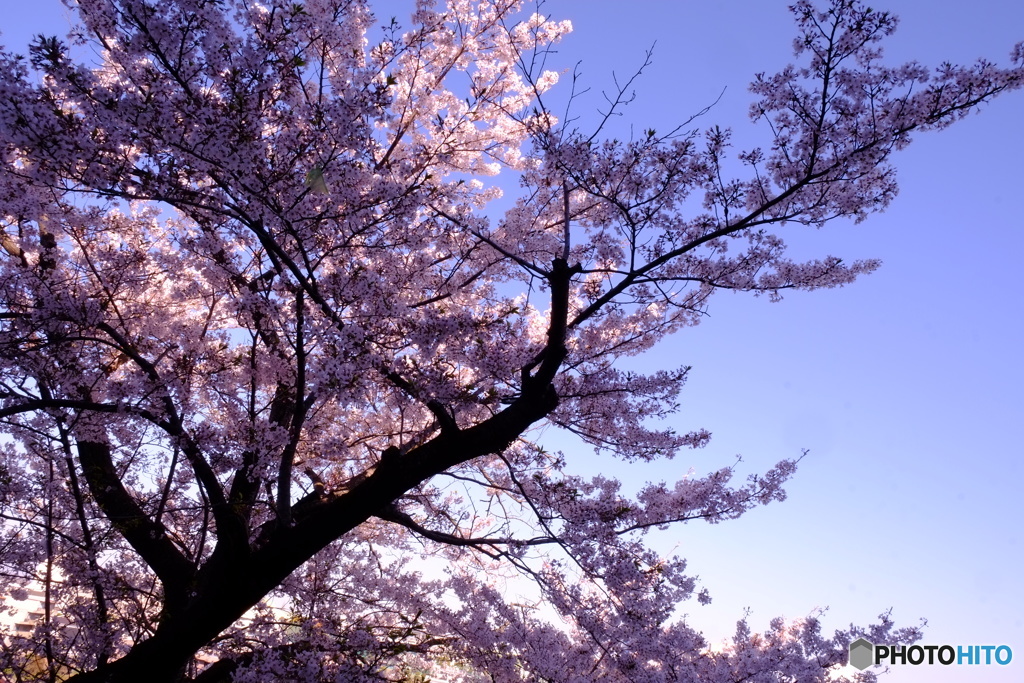 2019 SAKURA