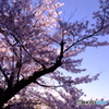 2019 SAKURA