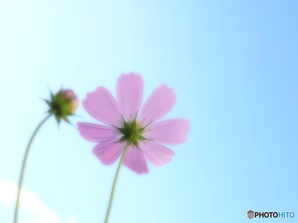 COSMOS