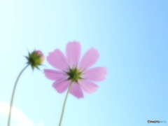 COSMOS