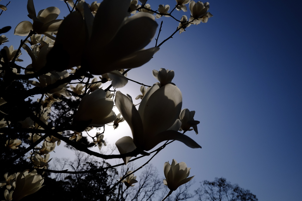 Magnolia 3