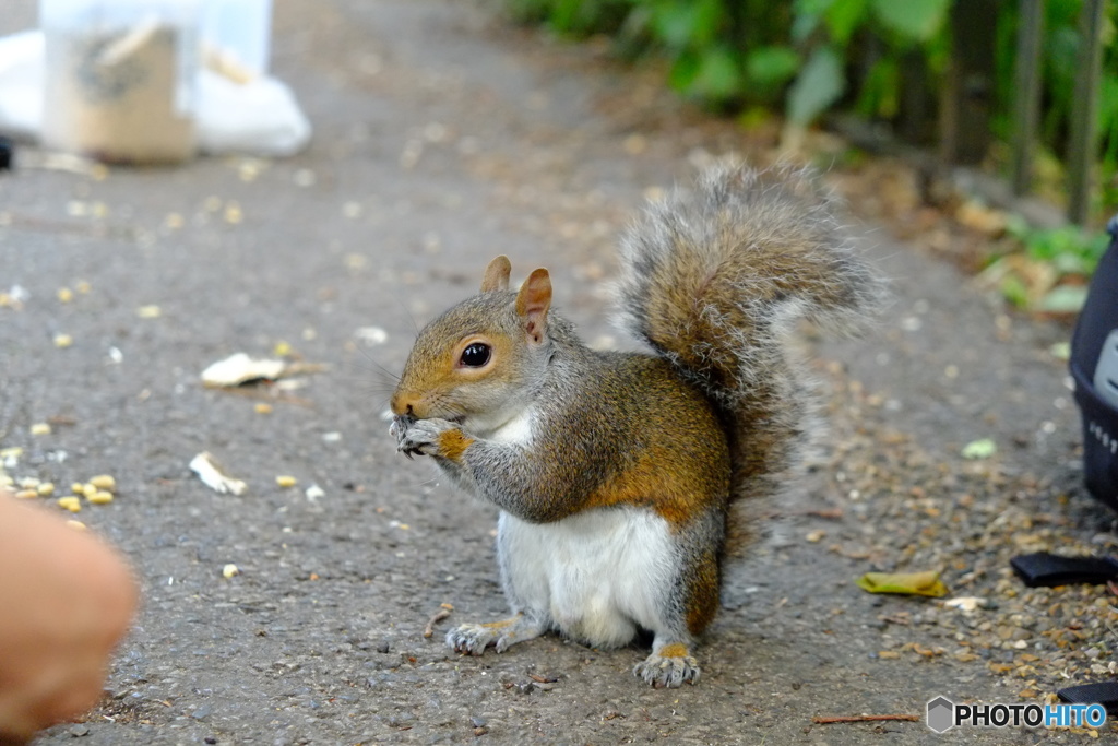 Hyde  Park