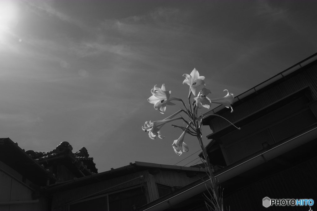 百合