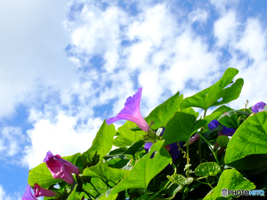 りゅうきゅうあさがお