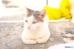 Santorini CAT