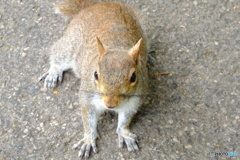 Hyde  Park