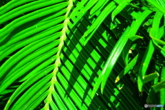 暑