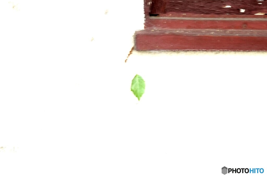 Leaf