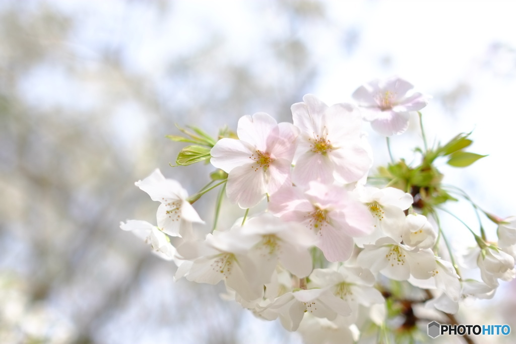 2019 SAKURA