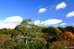 Japan Garden