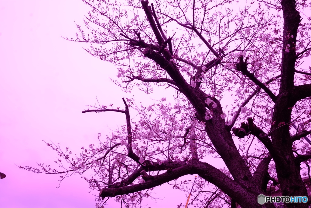 2019 SAKURA
