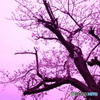 2019 SAKURA