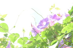 朝