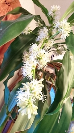 希少な花(ドラセナ)