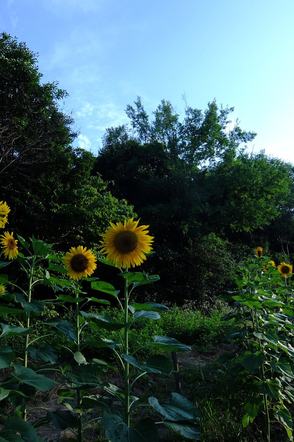 夕刻