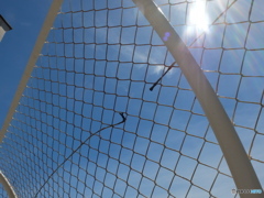 見上げれば・・・・