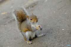 Hyde  Park