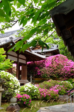 ツツジの寺
