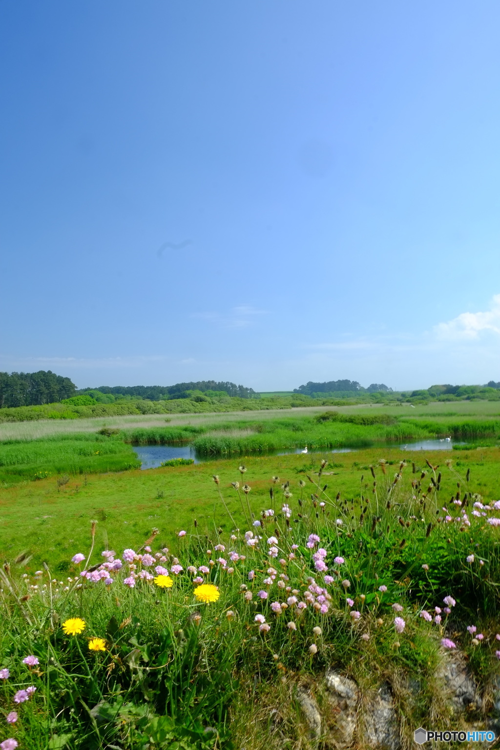 Marazion Marsh