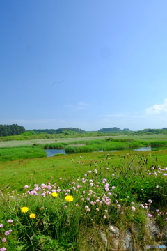 Marazion Marsh
