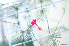 紅一点