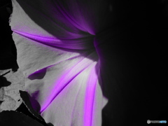 りゅうきゅうあさがお 2