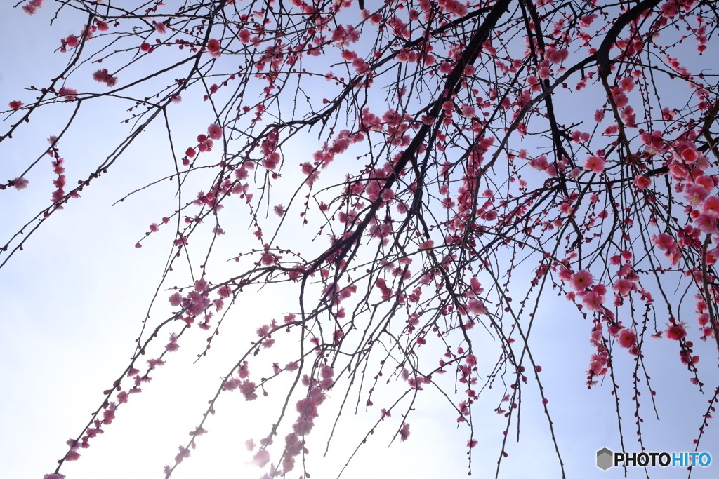 梅