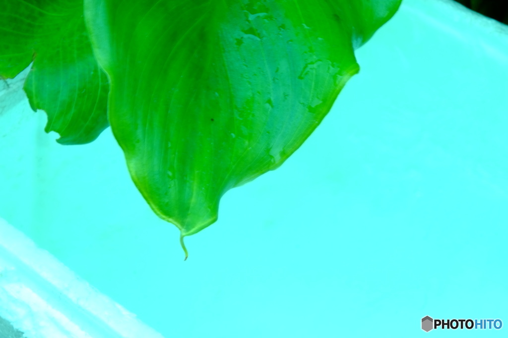 グリーンとスカイブルー