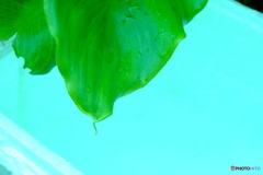 グリーンとスカイブルー