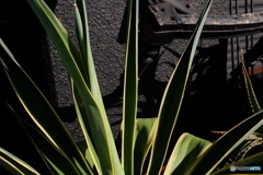 リュウゼツラン