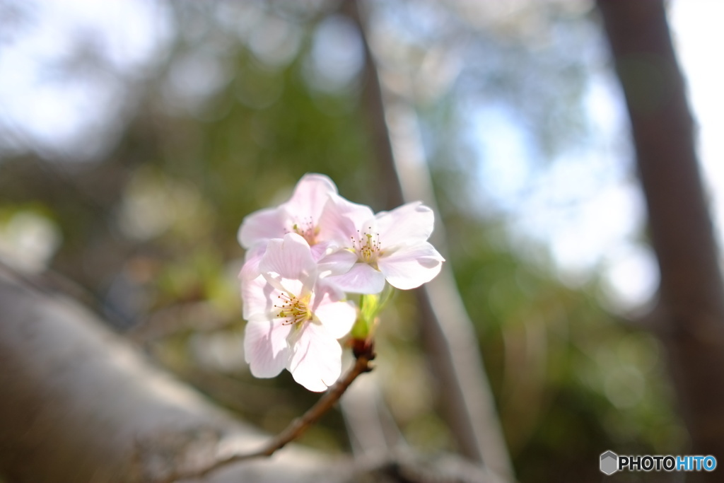 2019 SAKURA