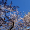 2019 SAKURA