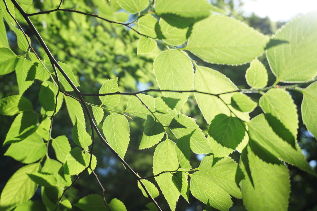 初夏の葉