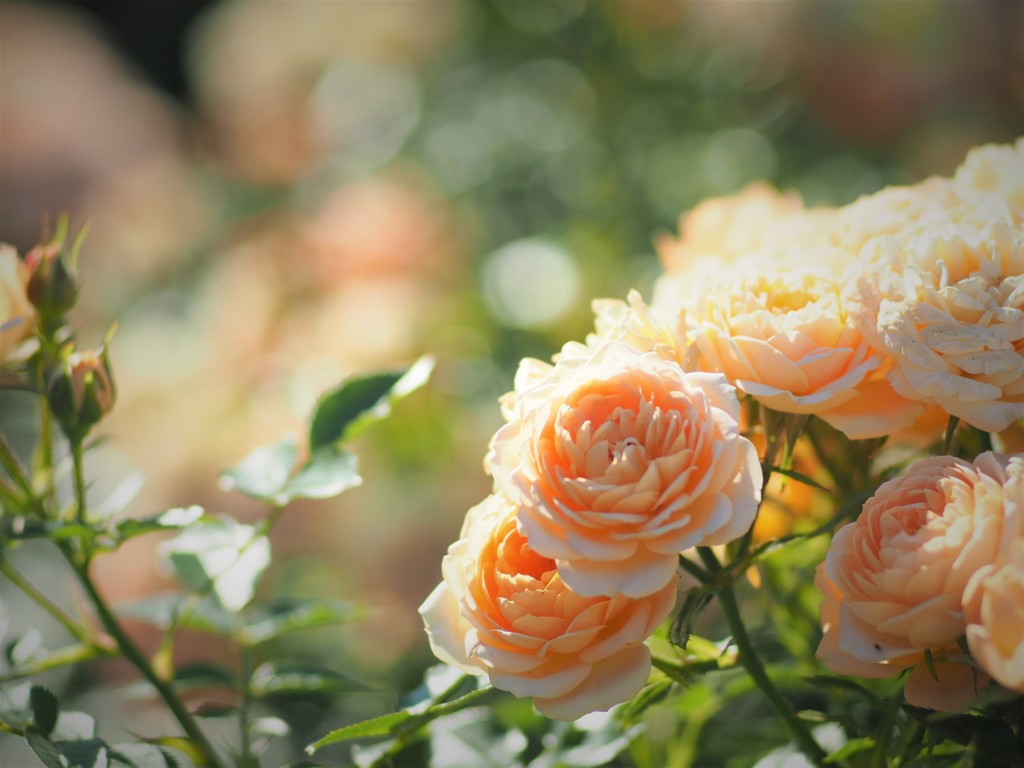 中之島公園の薔薇