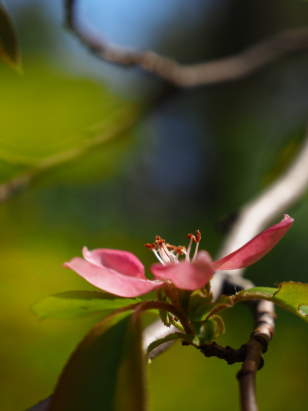 花梨の花