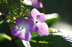 紫陽花
