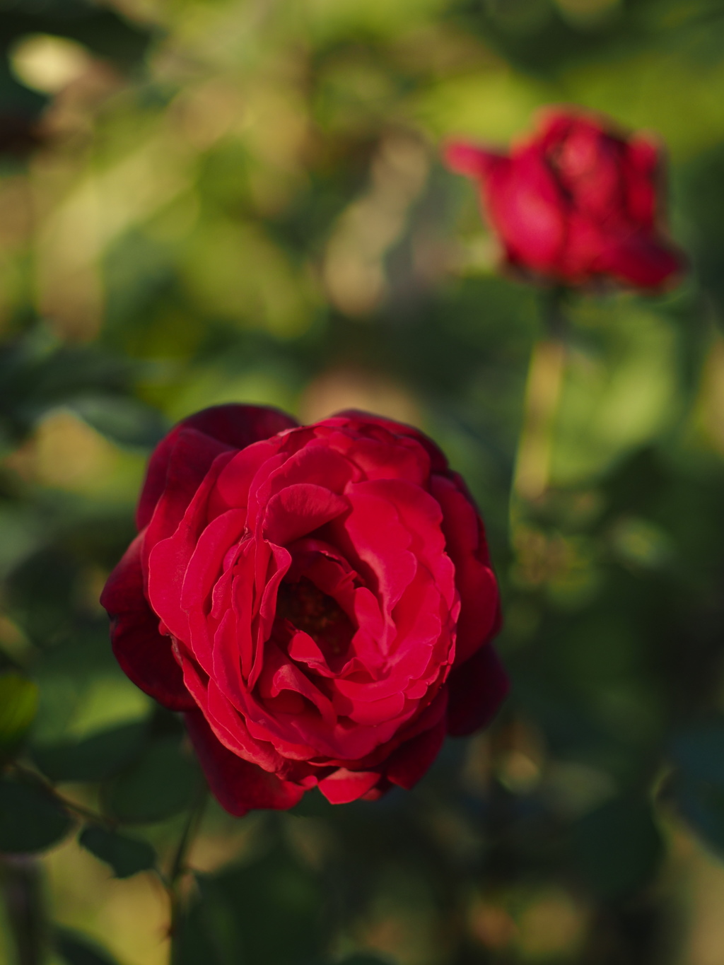 真紅の薔薇