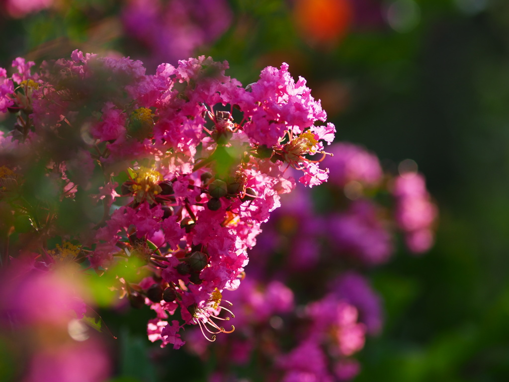 サルスベリの花