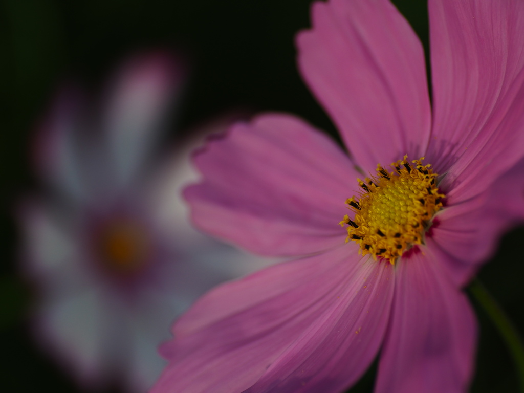 秋桜