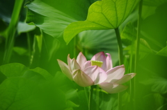 蓮の花