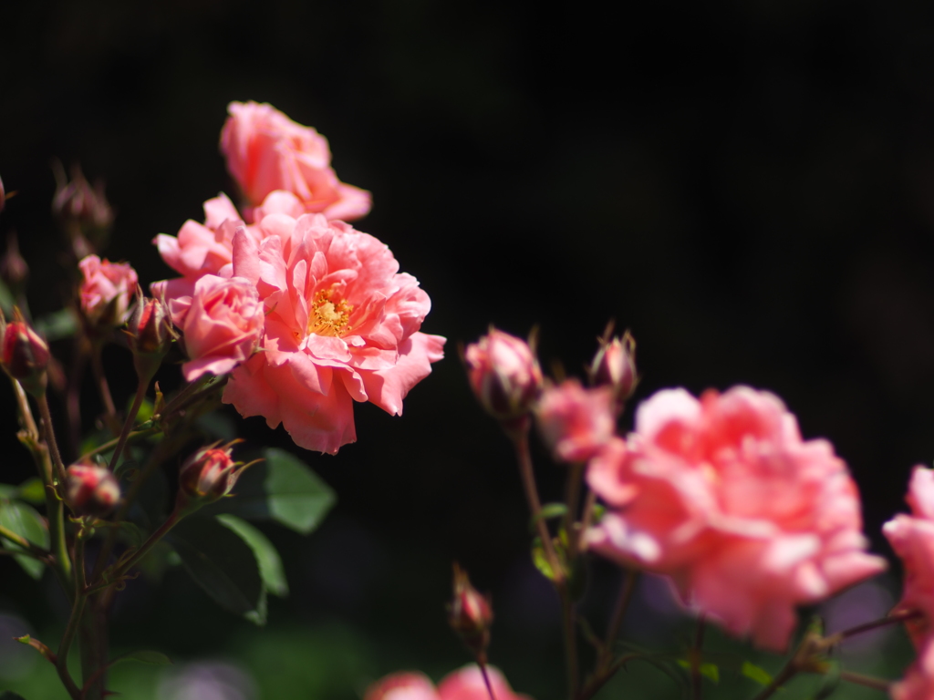 中之島公園の薔薇