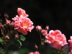 中之島公園の薔薇