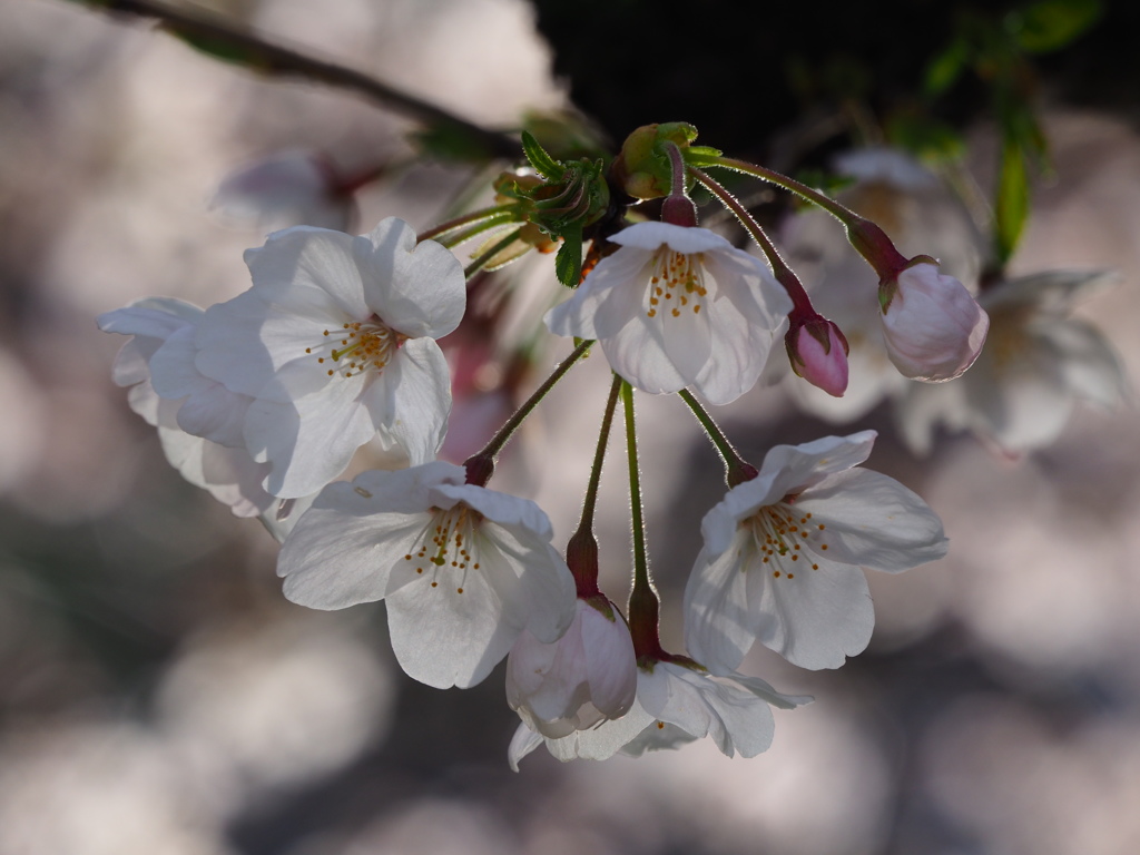 桜