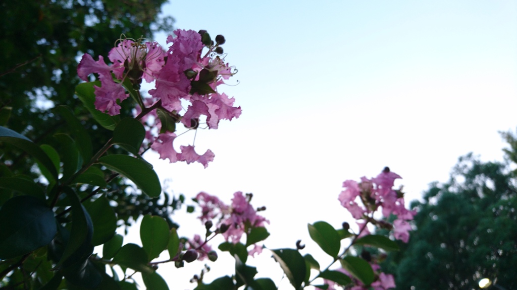 夕暮れ時の百日紅