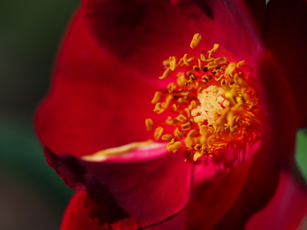 中之島公園の薔薇