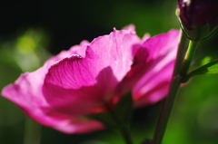 芙蓉の花